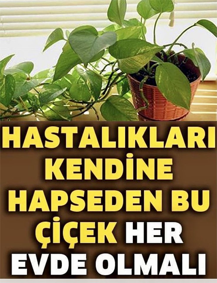 Hastalıkları Kendine Hapseden Çiçek - 1