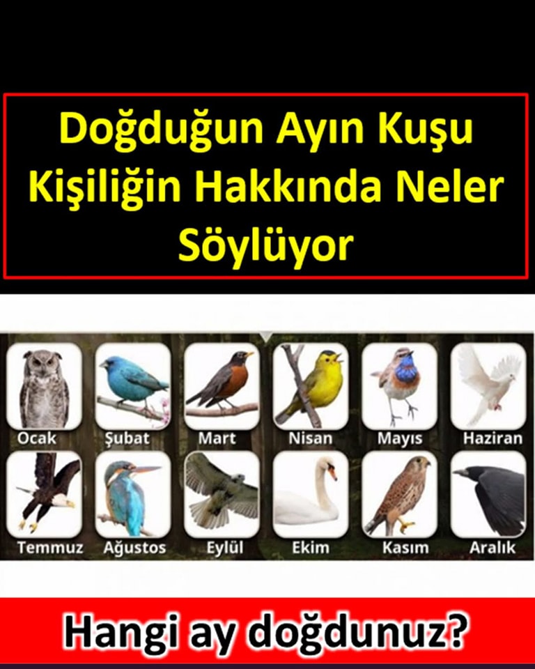Doğduğunuz ayın kuşu karakteriniz hakkında neler söylüyor - 1