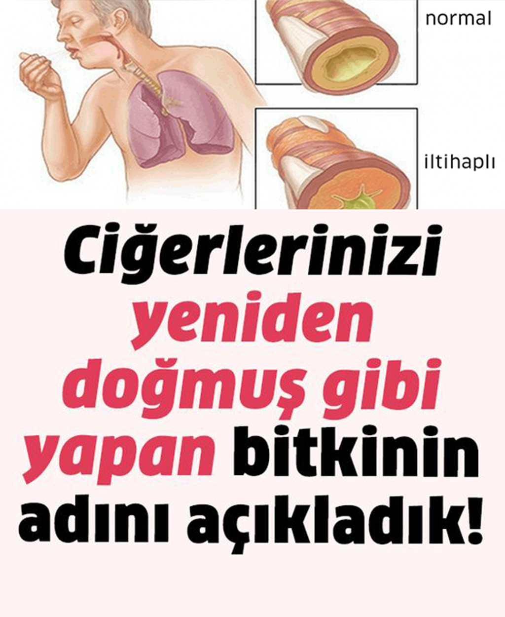 Ciğerlerinizi yeniden doğmuş gibi yapan bitkinin ismi - 1