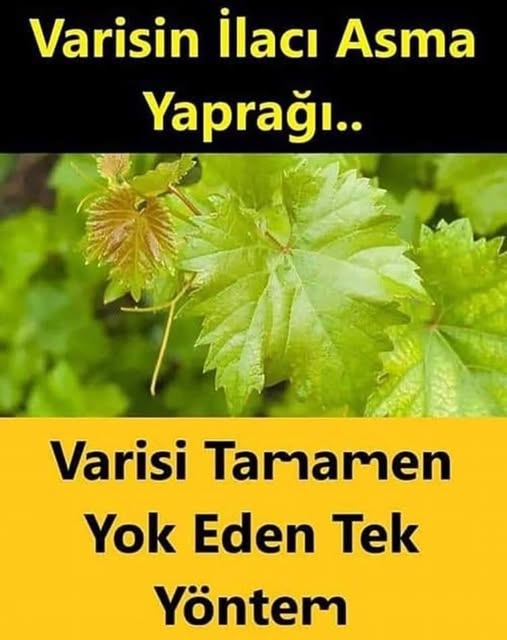 Varisleri tamamen yok eden pratik yöntem - 1