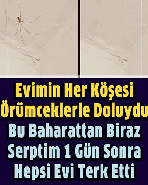 Evimin Her Köşesinde Örümceklerle Doluydu - 1