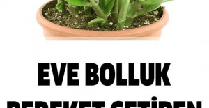 Evlere Bolluk Bereket Getiren Bitki