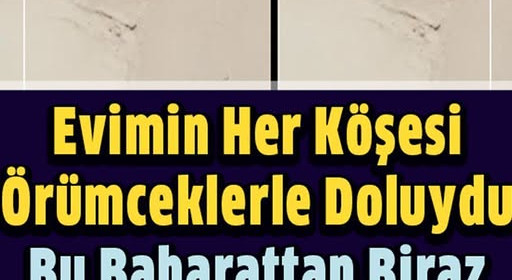 Evimin Her Köşesinde Örümceklerle Doluydu