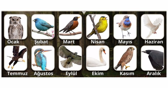 Doğduğunuz ayın kuşu karakteriniz hakkında neler söylüyor - 2
